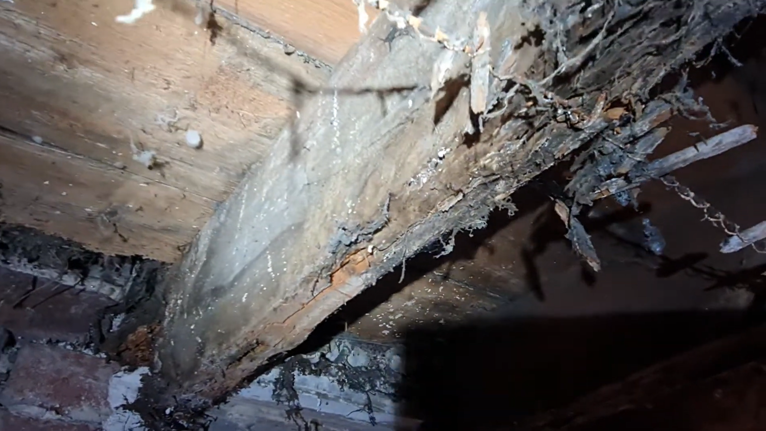 Coniophore des caves