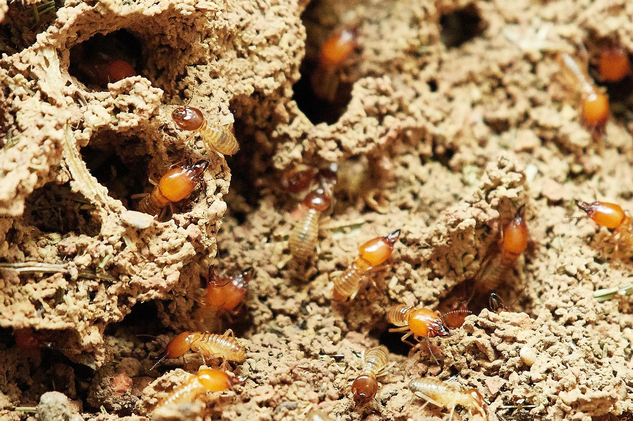 Détail de la termite